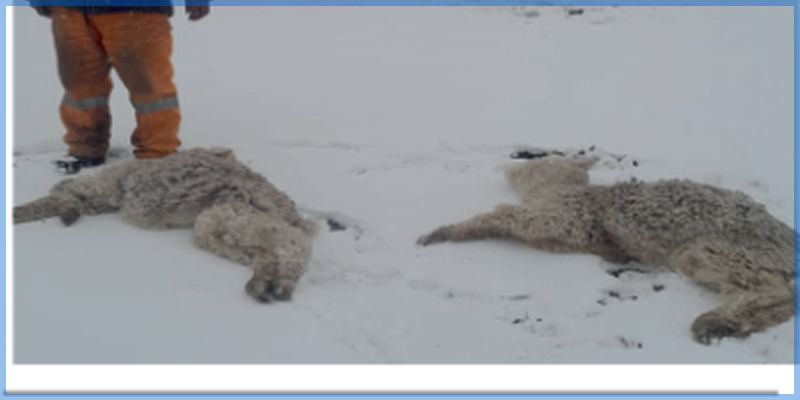 Nevada afecta a comunidades de Antabamba y deja pérdida de crías de alpaca