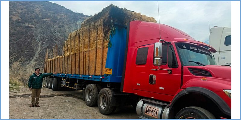 Apurímac: Inician entrega de 67 toneladas de pacas de heno a 670 ganaderos de Antabamba