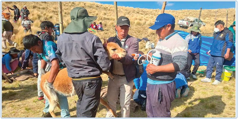 Apurímac: Preservan el bienestar de las vicuñas en la comunidad campesina de Huancabamba
