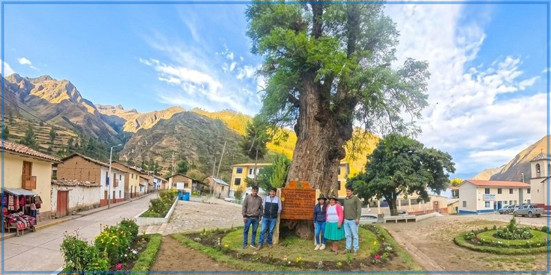 Declaran Árbol Patrimonial a cedro ubicado en la Plaza de Armas de Lucre