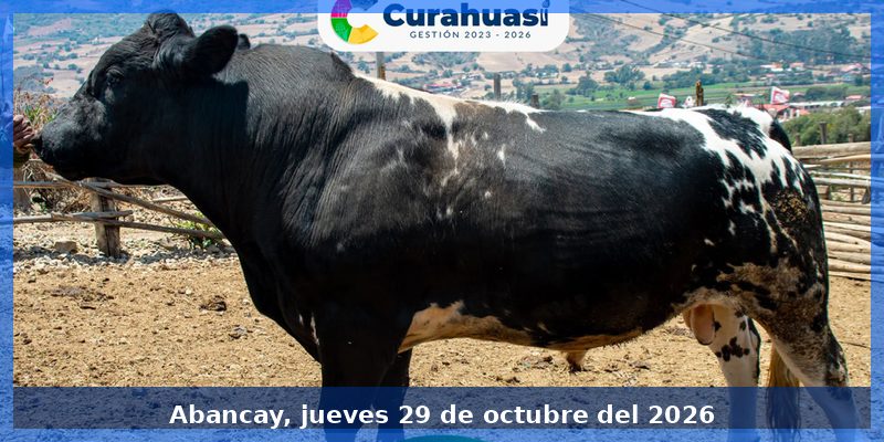 Curahuasi presentará ejemplares en el III Festival del Toro Engordado